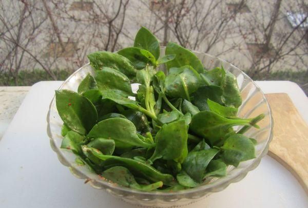清明食春色——清热解毒爽口凉拌穿心莲