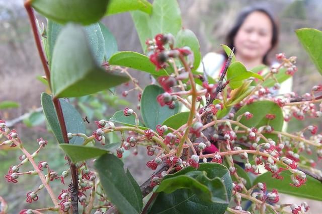 马桑树花开花谢 树皮花梗为外科疮疡要药 马桑果有毒