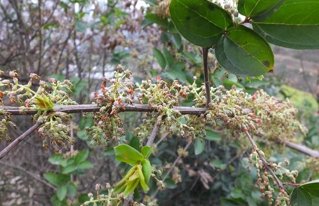 马桑树花开花谢 树皮花梗为外科疮疡要药 马桑果有毒