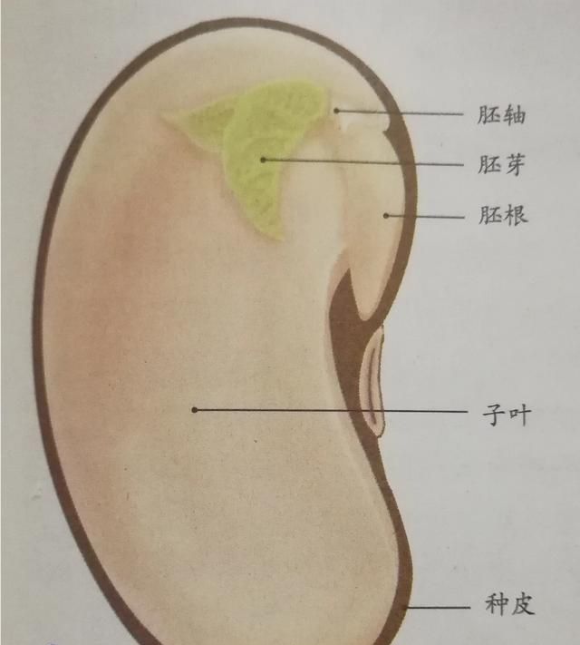 小麦胚芽能种小麦吗图1