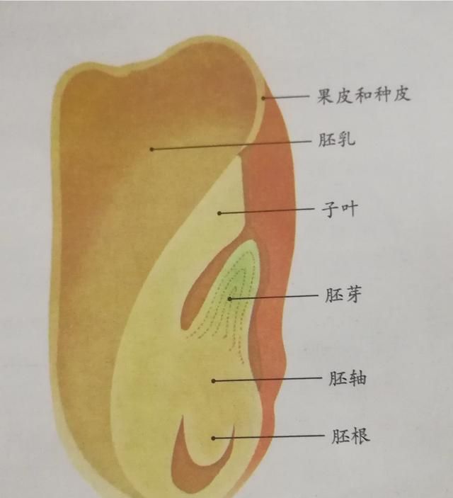 小麦胚芽能种小麦吗图2