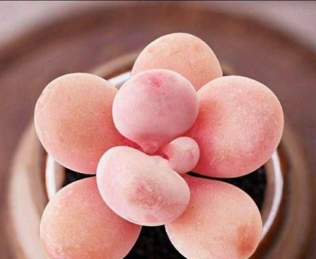 为什么现在很多女生喜欢养多肉呢图3