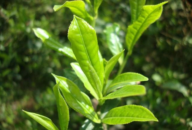 野生茶叶的功效与作用