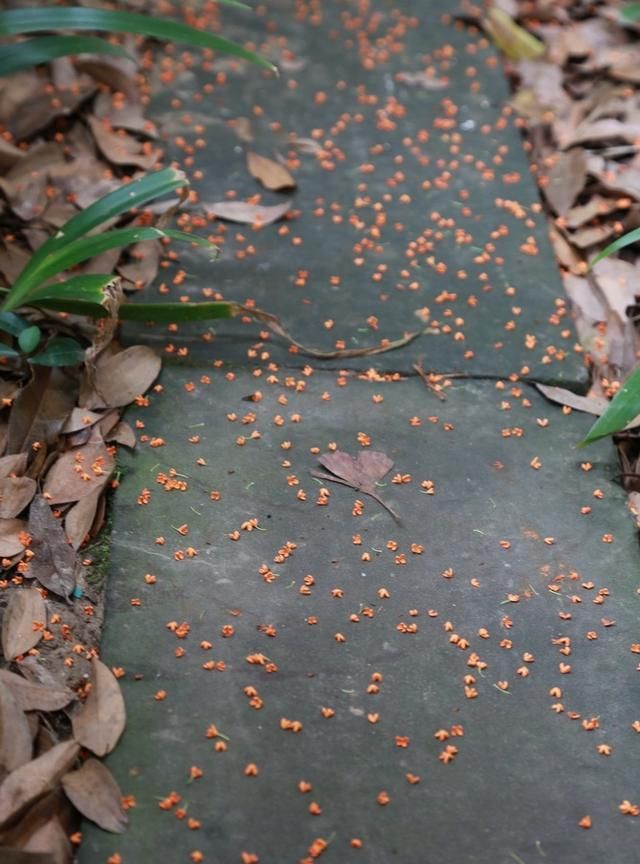 怎么挑选桂花来做桂花糖呢图1