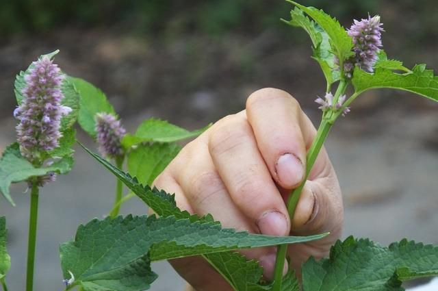 藿香：全株芳香花儿美 泡茶饮用防中暑 化湿和胃止呕吐 胃热火旺用不得