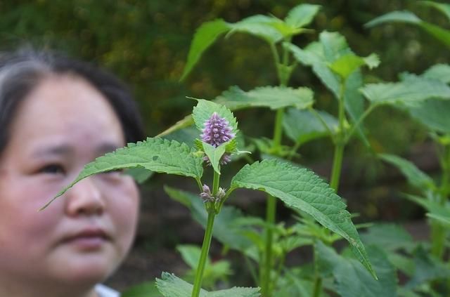 藿香：全株芳香花儿美 泡茶饮用防中暑 化湿和胃止呕吐 胃热火旺用不得