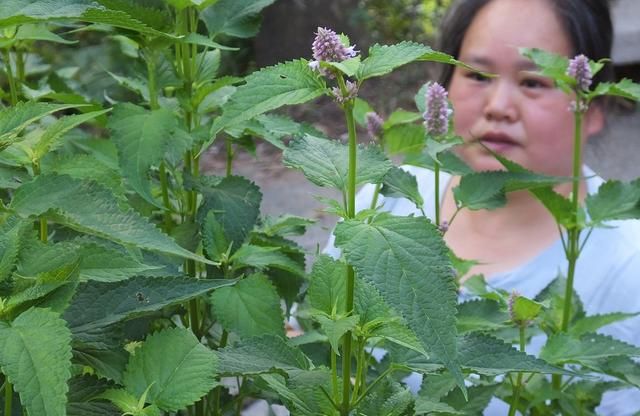 藿香：全株芳香花儿美 泡茶饮用防中暑 化湿和胃止呕吐 胃热火旺用不得