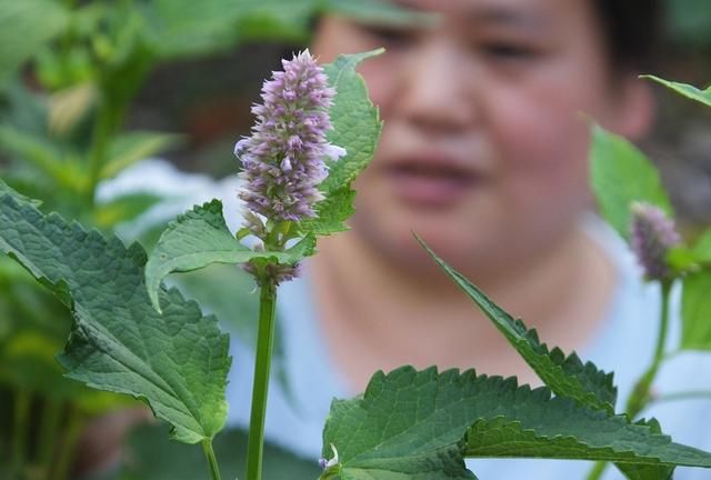 藿香：全株芳香花儿美 泡茶饮用防中暑 化湿和胃止呕吐 胃热火旺用不得