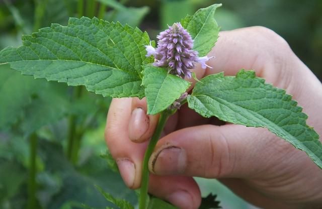 藿香：全株芳香花儿美 泡茶饮用防中暑 化湿和胃止呕吐 胃热火旺用不得