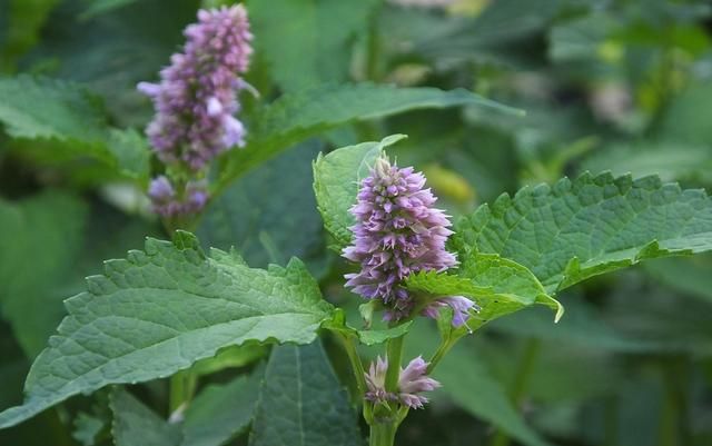 藿香：全株芳香花儿美 泡茶饮用防中暑 化湿和胃止呕吐 胃热火旺用不得