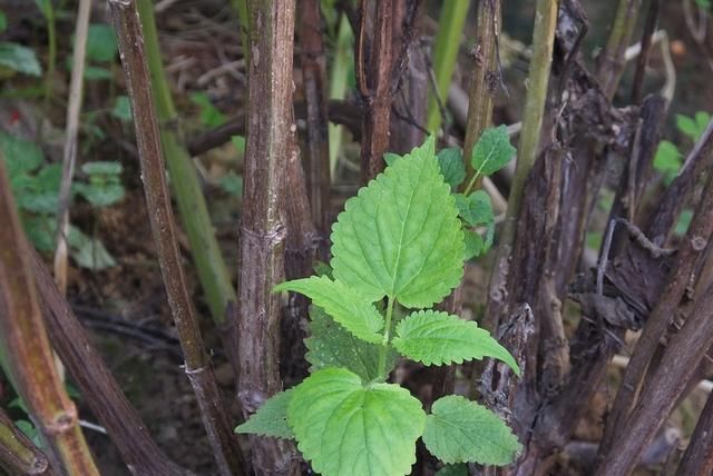 藿香：全株芳香花儿美 泡茶饮用防中暑 化湿和胃止呕吐 胃热火旺用不得