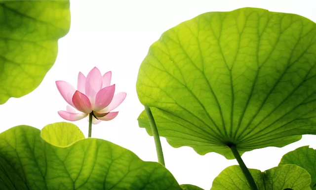 暑热周末如何调养生息？解暑祛湿汤来生津降火