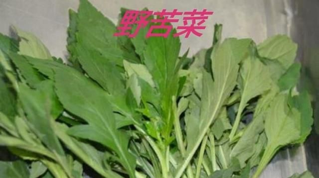 农村山上的山菜怎样食用图7