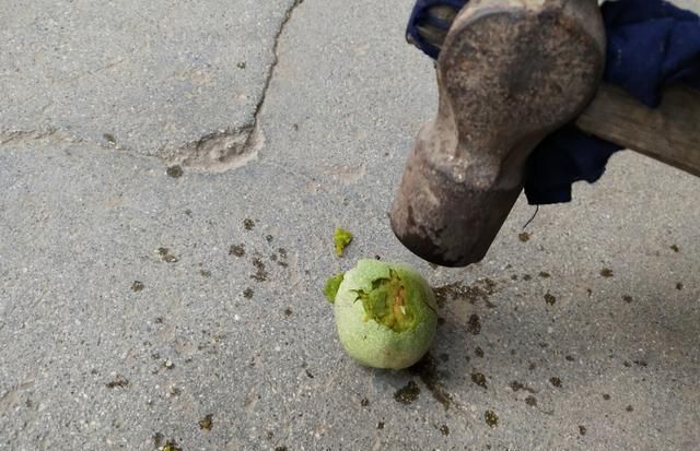 桃树果实怎么去青皮,青皮脆桃桃树品种及价格图2