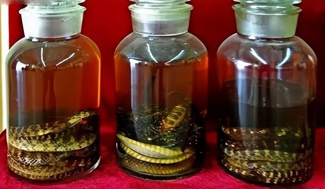 蛇酒是蛇的“洗澡水”？毒蛇泡酒一年，为何还能伤人？这酒能喝吗