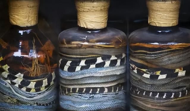 蛇酒是蛇的“洗澡水”？毒蛇泡酒一年，为何还能伤人？这酒能喝吗