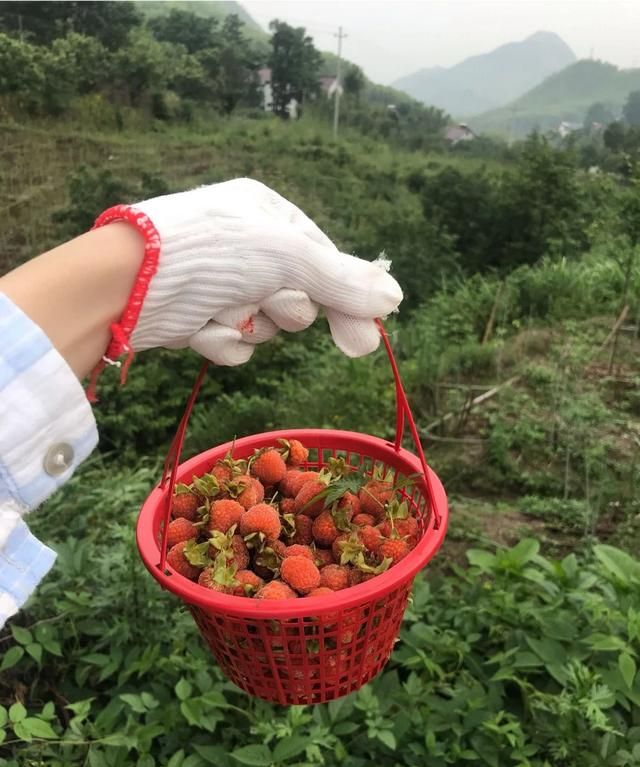 野生刺梅人工种植需要什么条件,野生刺梅种植图2