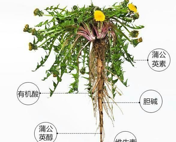 浦公英根可以泡茶喝吗图1