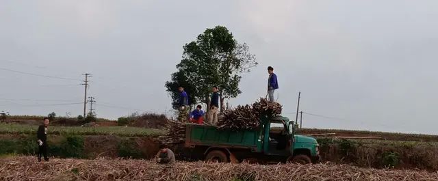 神奇！甘蔗的作用你意想不到！！