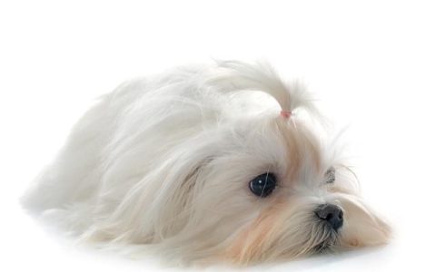 宠物狗的幼犬期是多长时间