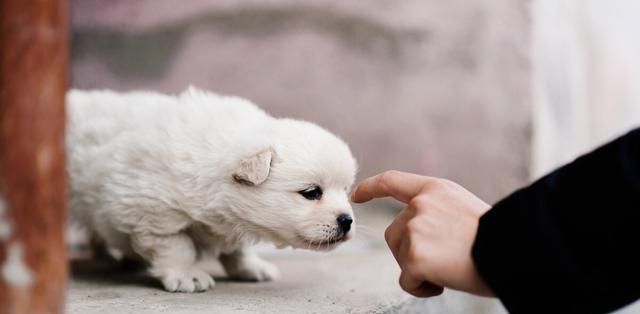 宠物狗的幼犬期是多长时间图4