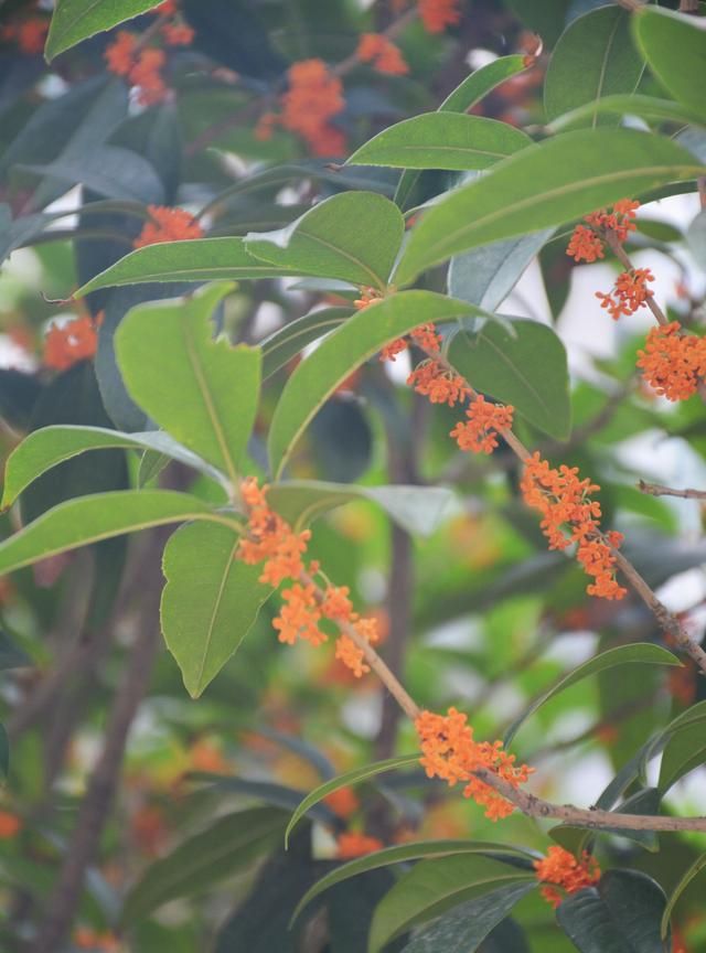 桂花好看，香气大，能吃喝、治病、能美容，这些特殊功效你知道吗