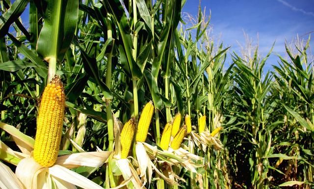 我国每年种这么多的玉米，吃的却很少，玉米都干什么用了？