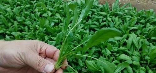 荠菜怎么种,大棚种荠菜图4