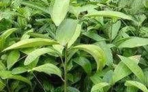 种植玉桂有前途吗,玉桂树的种植方法