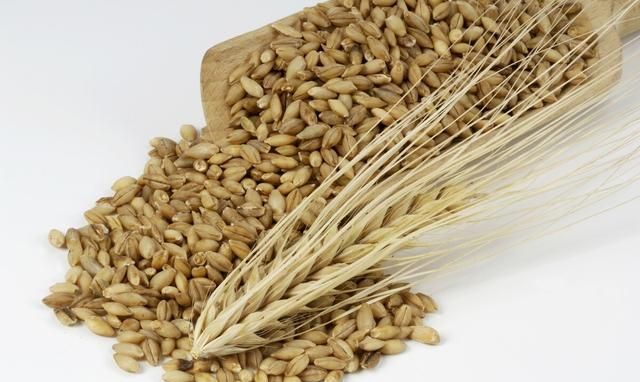 麦芽——疏肝理气，行气消食