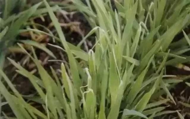 了解各种元素对小麦生所起的作用，才能正确施肥
