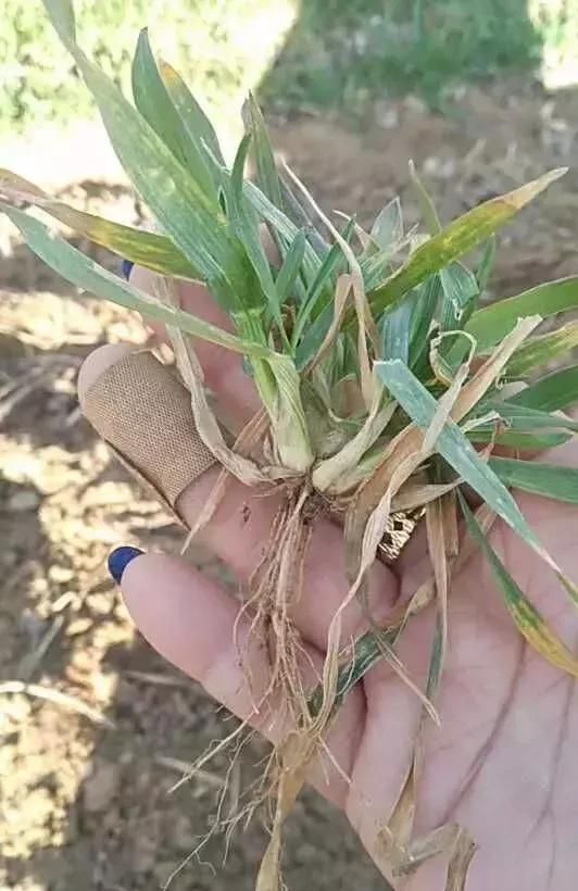 了解各种元素对小麦生所起的作用，才能正确施肥