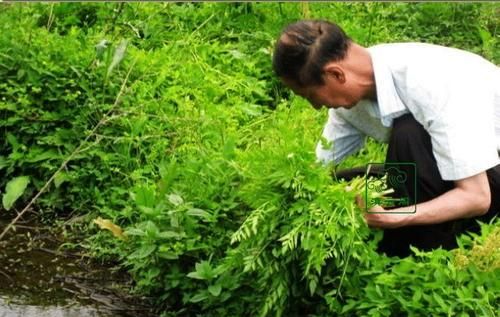 野芹菜与芹菜的区别,可吃的野芹菜有哪些图1