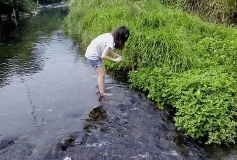 野芹菜与芹菜的区别,可吃的野芹菜有哪些图2