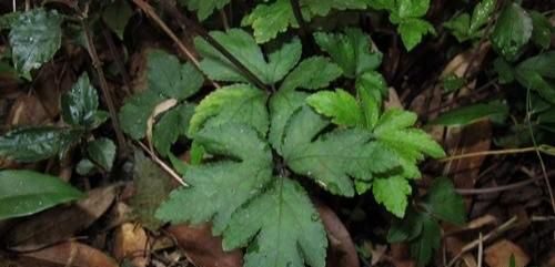 野芹菜与芹菜的区别,可吃的野芹菜有哪些图3