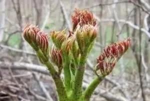 野芹菜与芹菜的区别,可吃的野芹菜有哪些图7