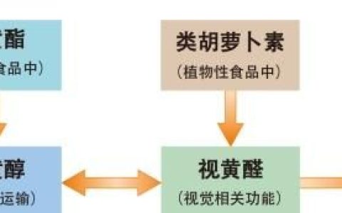 维生素A吃到多大,老年人补充维生素a需要多大剂量