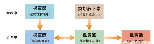 维生素A吃到多大,老年人补充维生素a需要多大剂量图1