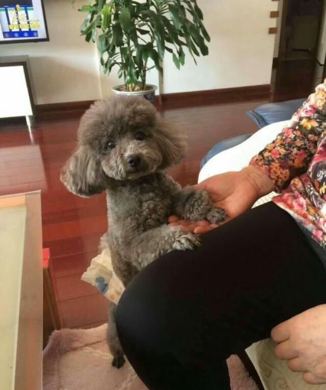 如果家里毛毯有狗狗寄土虫,该如何去除它图3