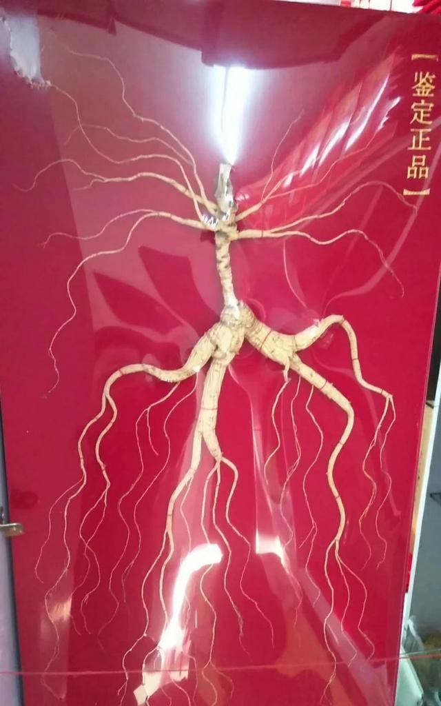 长白山林下参怎么吃效果最好图1