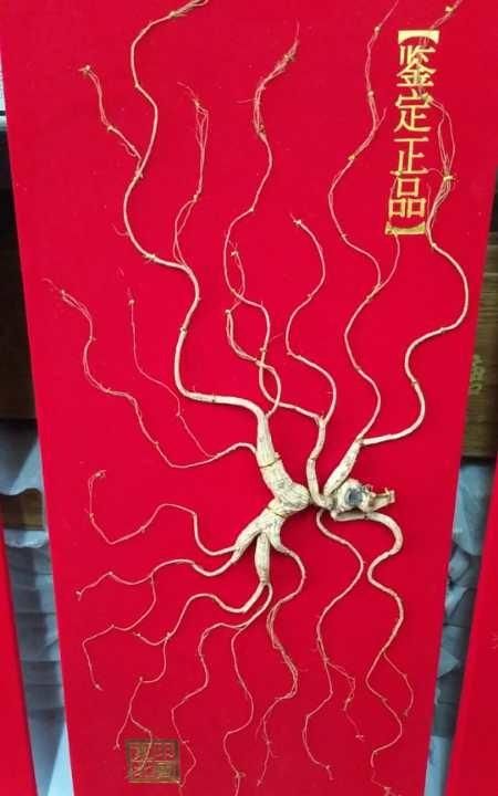 长白山林下参怎么吃效果最好图4