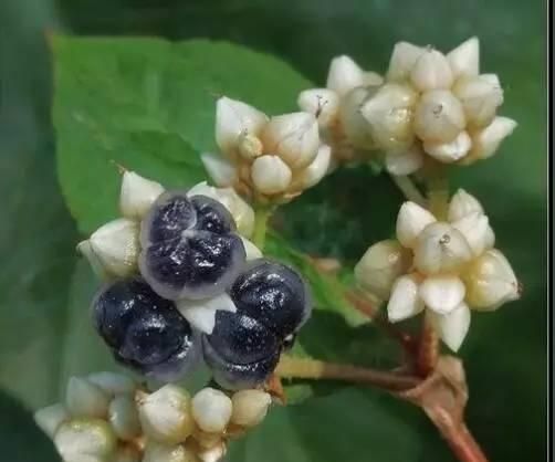 浴火而生的火炭母，却是去火的清凉茶