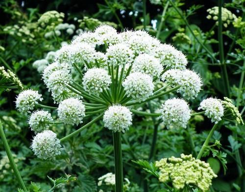 美白又能增香的白芷，闻一闻，头痛立刻减轻，鼻子也会通气