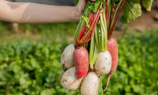 它是秋冬季节的“小人参”，可惜很多人都没吃对，白白浪费了营养……