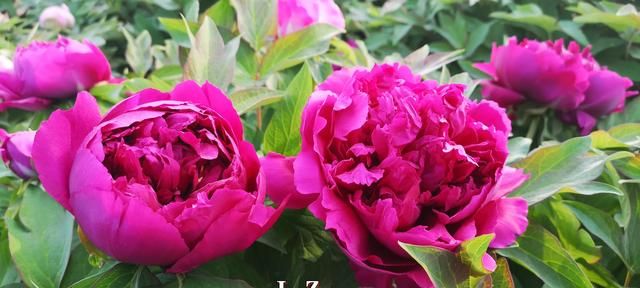 牡丹真国色 花开正当时 药食两用功效好 你了解吗