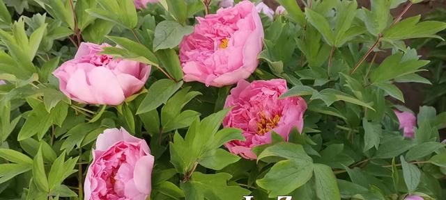 牡丹真国色 花开正当时 药食两用功效好 你了解吗