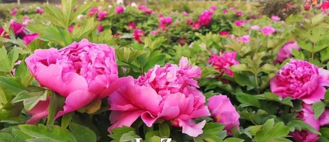 牡丹真国色 花开正当时 药食两用功效好 你了解吗