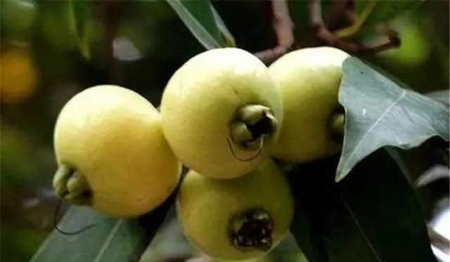 种植蒲桃怎么样?蒲桃有什么药用价值呢图5