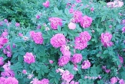 刺玫花有功效吗(山上开的刺玫花根有什么功效)图2