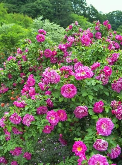 刺玫花有功效吗(山上开的刺玫花根有什么功效)图3